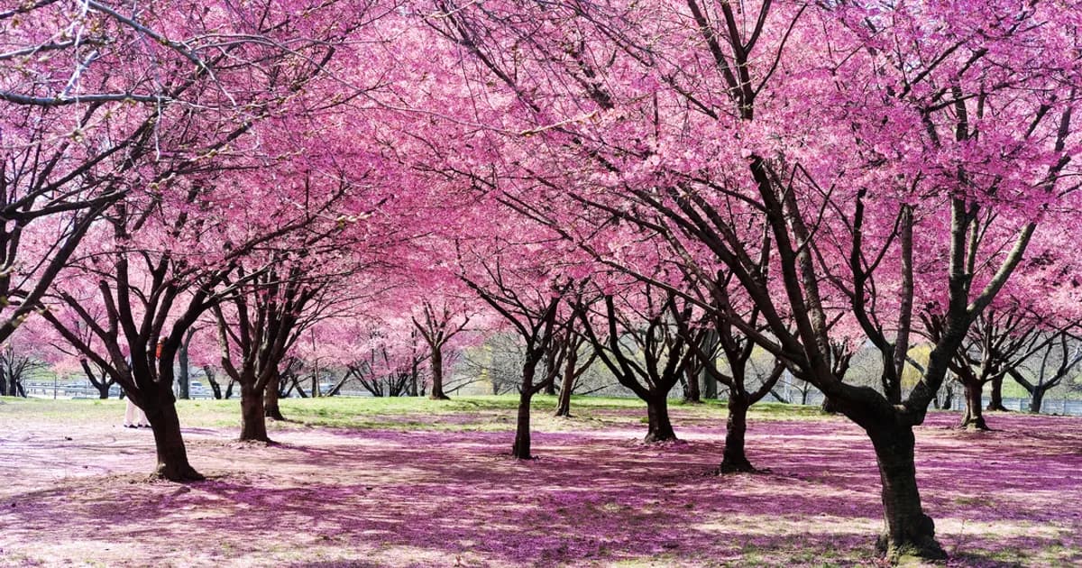 Sakura Park - Cherry blossom Japan spring