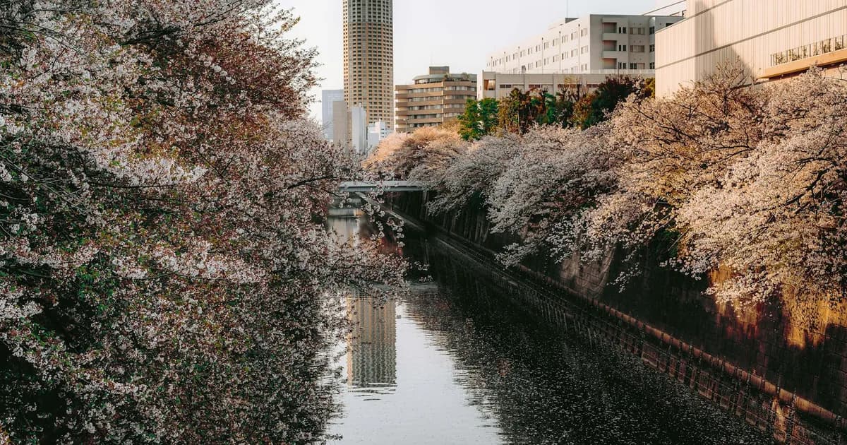 Meguro River Cherry Blossoms I Wasted $ Here travel landscape