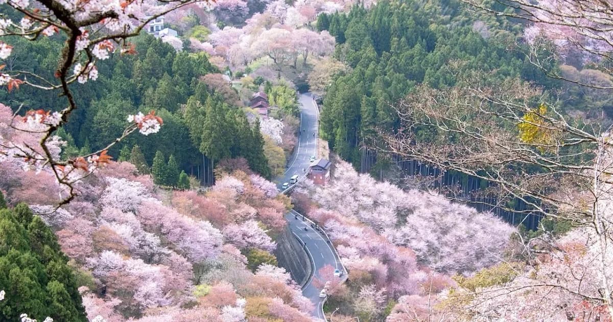 Kami-senbon - mount yoshino: climbed
