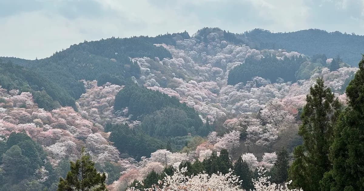 Mount Yoshino - mount yoshino: hiked